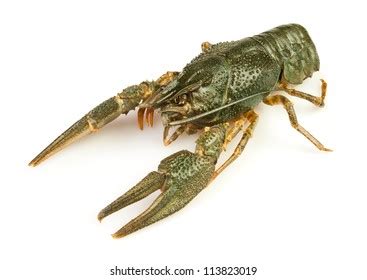 1,744 Crawfish Alive Images, Stock Photos & Vectors | Shutterstock