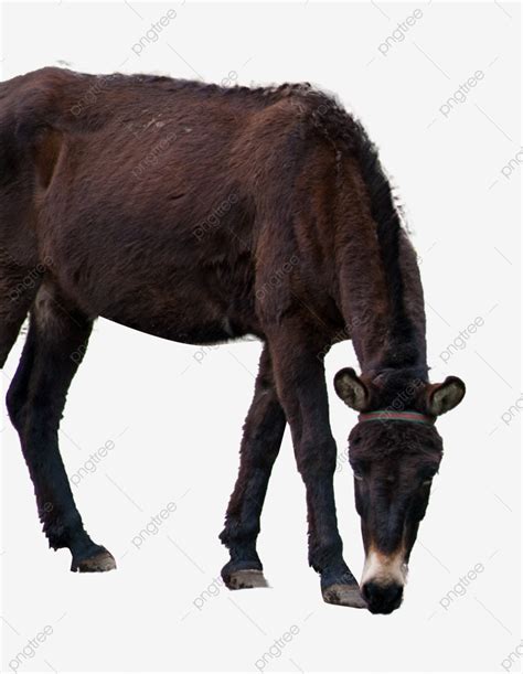 Horse Is Drinking Water, Horse, Animal, Drink Water PNG Transparent ...