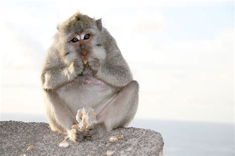 Uluwatu Monkey Free Photo Download | FreeImages