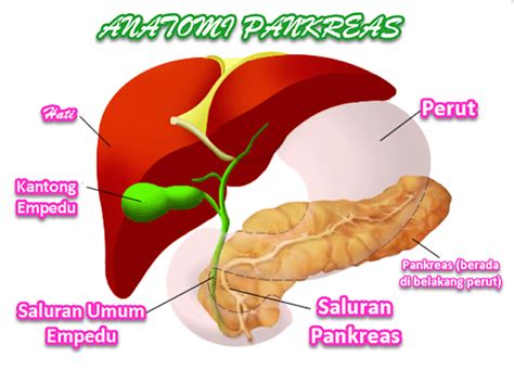 Anatomi Pankreas Serta Fungsi Pankreas