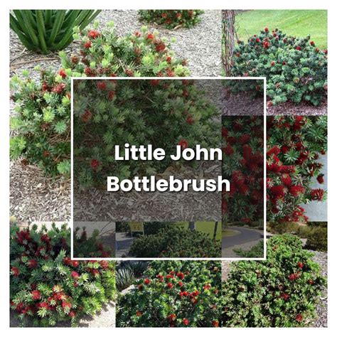 How to Grow Little John Bottlebrush - Plant Care & Tips | NorwichGardener