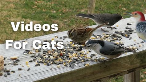 Videos of Birds For Cats To Watch-Bird Videos For Cats - YouTube