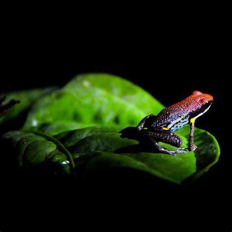 Yasuni National Park - Endangered Ecosystems - Endangered Wonders