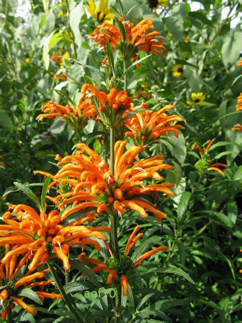 arborboy: Plant of the Week: Leonotis leonurus