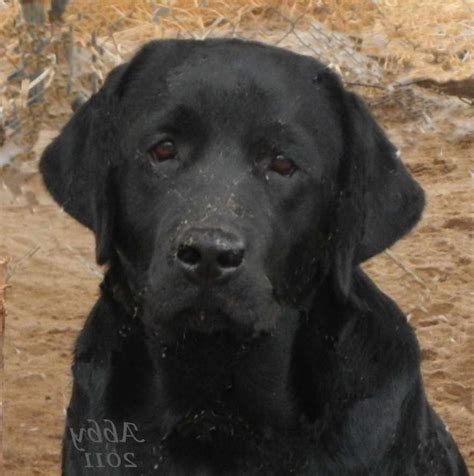 English Labrador Breeders Northern California | PETSIDI