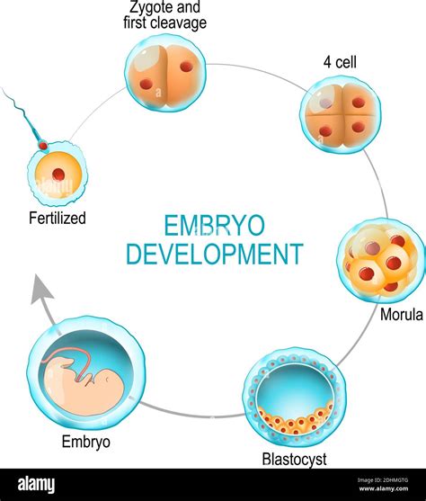 embryo development. from fertilization to zygote, morula and Blastocyst ...