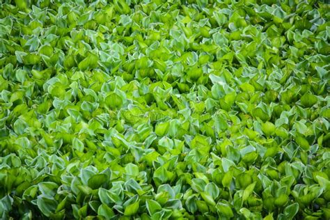 The Water Hyacinth Pond stock photo. Image of root, floating - 32793670