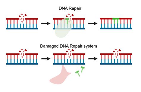 DNA repair stoornissen – Encore