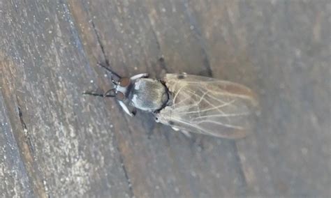 Diptera.info - Discussion Forum: Simuliidae => Simulium sp.