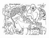 Tropical Rainforest Animals Coloring Pages At GetDrawings  Free Download sketch template