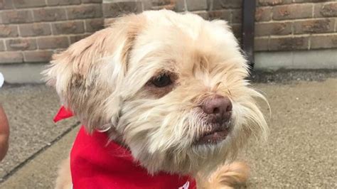 Toby the Shih Tzu mix found 1 week after he was dognapped | CBC News