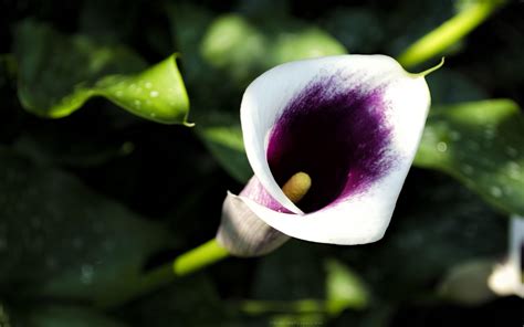 Calla Lily Wallpapers - Wallpaper Cave