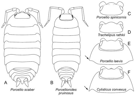 Isopod Anatomy - Anatomy Book