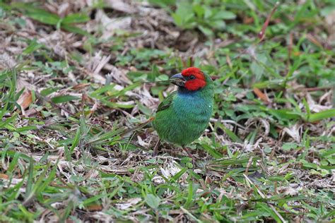 New Caledonia Birding Tours - Fiji - Vanuatu - Samoa - Birdquest