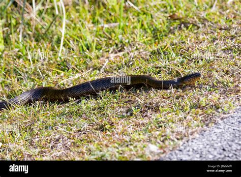 Florida banded water snake hi-res stock photography and images - Alamy