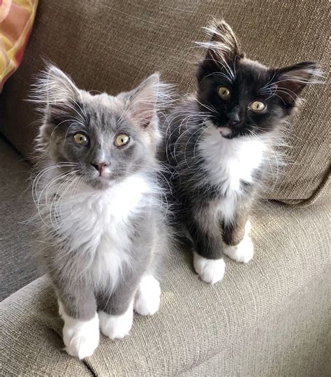 Cute kittens! Gray and Black Tuxedo Domestic Longhair cats. Spike Grey and Buster Black. Sweet ...