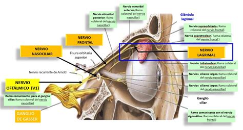 Nervio lagrimal | Dolopedia