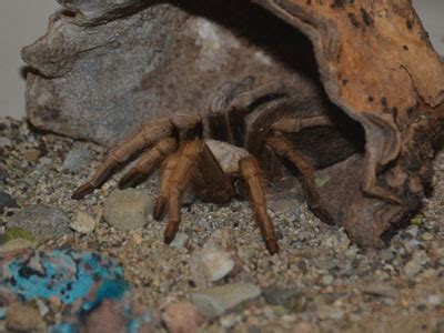 The Online Zoo - Western Desert Tarantula