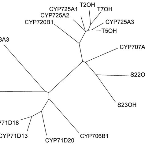 Outline of Taxol biosynthesis (TS: taxadiene synthase) | Download ...