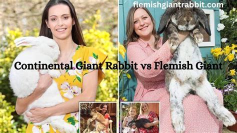 Continental Giant Rabbit Vs Flemish Giant - Full Guide 101