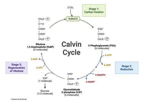 Calvin Cycle: Diagram, Definition, and Mechanism