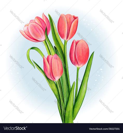 Watercolor pink tulip bouquet Royalty Free Vector Image