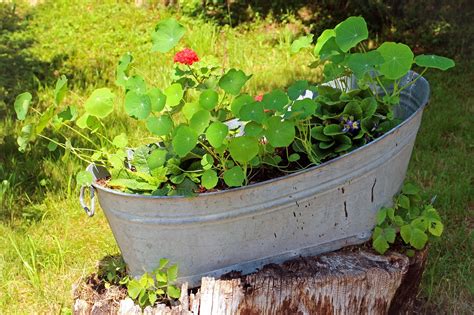 Tub Flower Bucket - Free photo on Pixabay - Pixabay