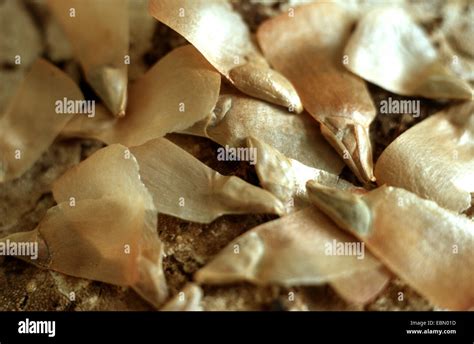 European silver fir (Abies alba), seeds Stock Photo - Alamy