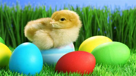 🔥 [50+] Easter Chick Wallpapers | WallpaperSafari