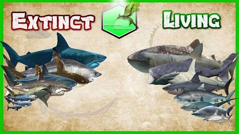 Sharks Size Comparison - YouTube