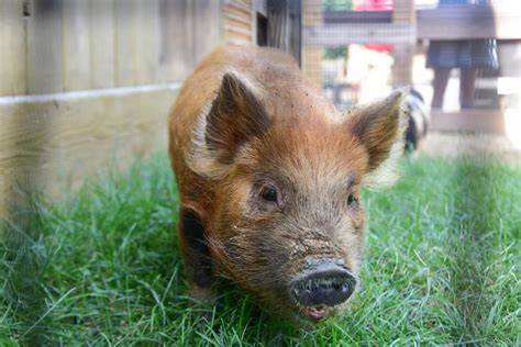 Kunekune Pig | The Maryland Zoo