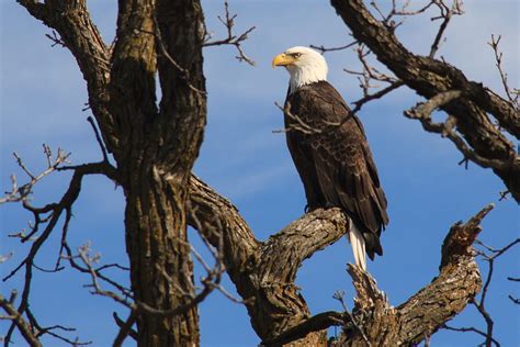 Eagle Eye View Photograph by Paul Moore - Fine Art America