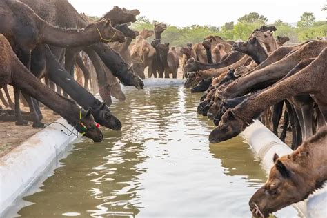 How Much Water Can A Camel Drink? (Explained)