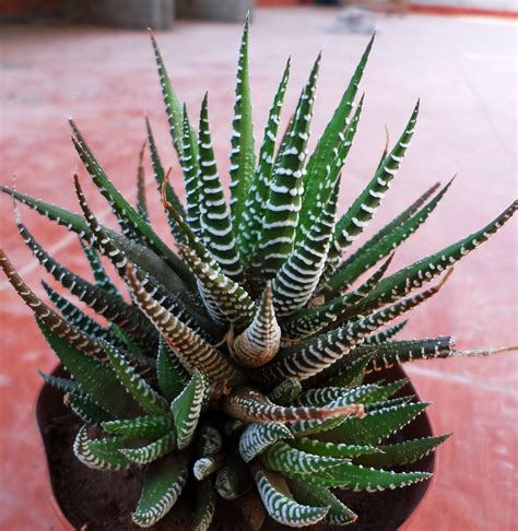 11 BEST INDOOR SUCCULENTS | Cactus plants, Planting succulents, Cacti ...