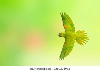 Redshouldered Macaw Flying On Green Nature Stock Photo 2280371933 ...