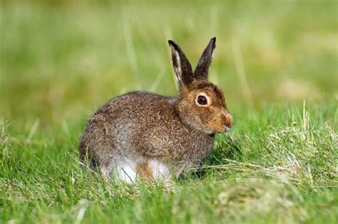 Ireland's unique and amazing animals