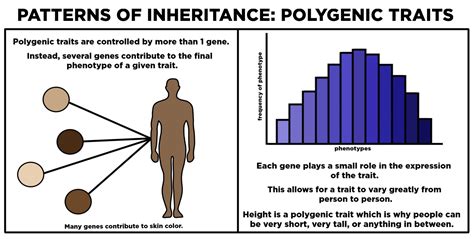 Polygenic Traits Biology