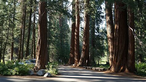 Best Hikes in Sequoia National Forest (CA) - Trailhead Traveler