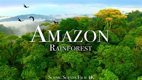 Amazon 4k - Part 3 | The World’s Largest Tropical Rainforest |Jungle Sounds | Scenic Relaxation ...