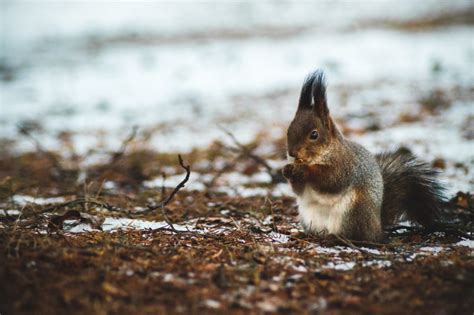 Eichhörnchen im Winter - Winterschlaf & Verhalten | Ungeziefero.de