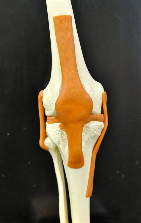 The Knee Joint Anatomy