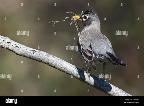 American robin with nesting material in spring Stock Photo - Alamy