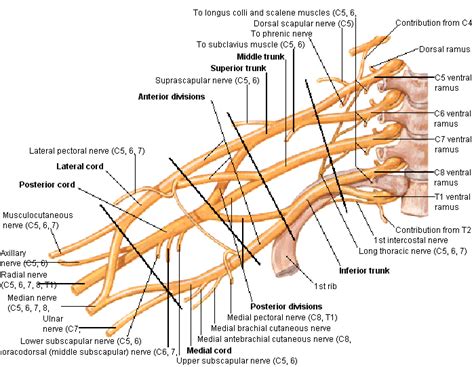 Brachial Plexus Anatomy