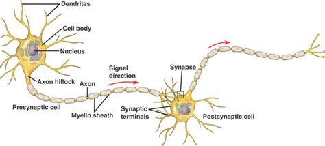 Unit 7 NERVOUS SYSTEM ANATOMY Diagram | Quizlet