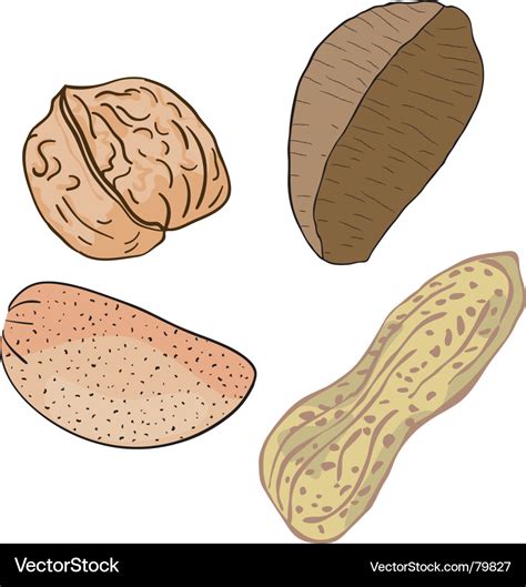 Nuts Royalty Free Vector Image - VectorStock