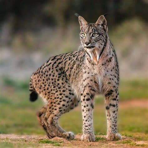 Lynx: Classification, Traits, Habitat, and Conservation Status