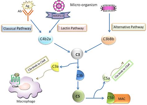 C3 Pathway