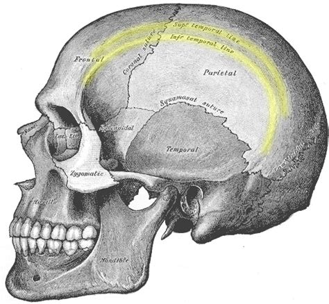 Parietal Bone - The Definitive Guide | Biology Dictionary