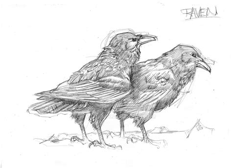 Ravens - pencil sketch by SteveRigby on DeviantArt