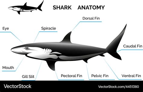 Shark Anatomy Royalty Free Vector Image - VectorStock